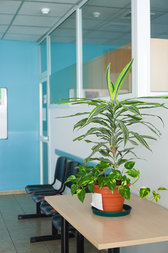 Plant on a table in the middle of a light-filled office