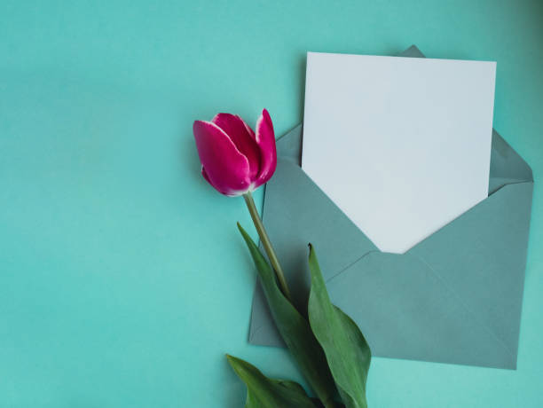 istock Empty white envelope copy space for your text or design with beautiful pink tulip on blue background. Template mock up for holiday spring greeting card. Top view Flat lay blank paper Feminine concept postcard 1704143881