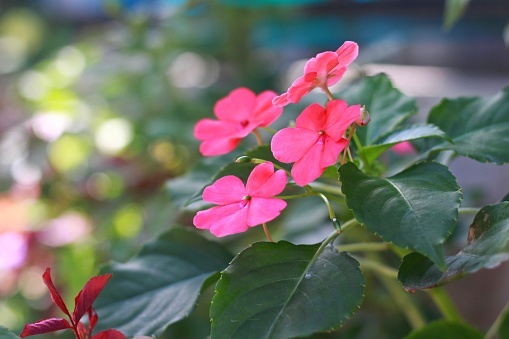 Beautiful pink flowers and buds of Impatiens walleriana and their green leaves background