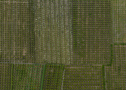 Abstract aerial photo of dragon fruit garden, Pitaya orchard, Tien Giang province