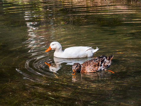 Waterfowl swim on a pond in the mountains. Duck and white goose. A beautiful couple. Clean clear water. Bird watching concept. Ornithology.