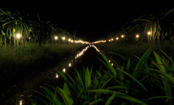 Dragon fruit garden lights up to handle flowering, Binh Thuan province