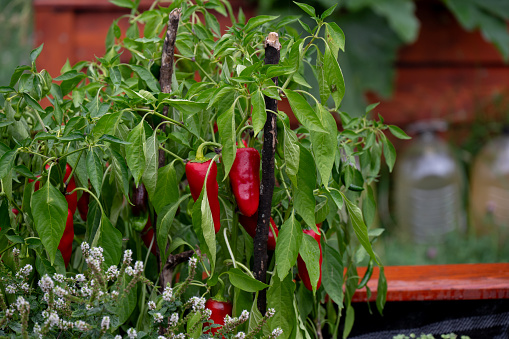 community garden