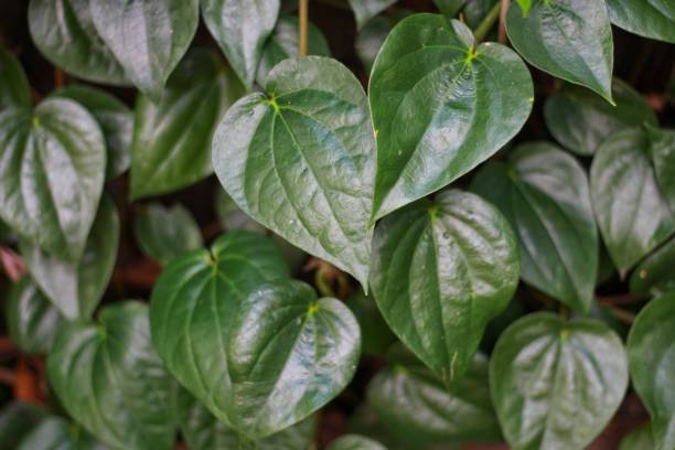 istock Betel green leaves 1704155854
