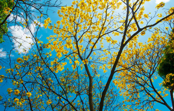 Flowered yellow oak stock photo