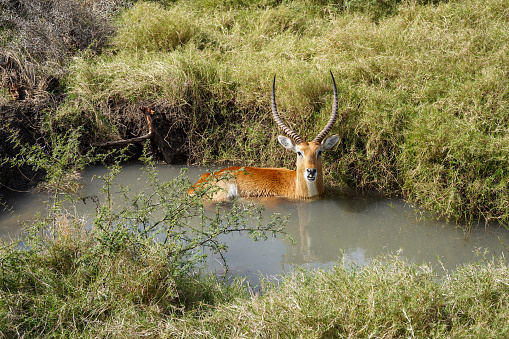 Antilope bathing in the wild