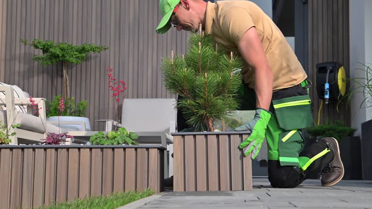 Planting Small Decorative Pine Tree Inside a Modern Looking Planter