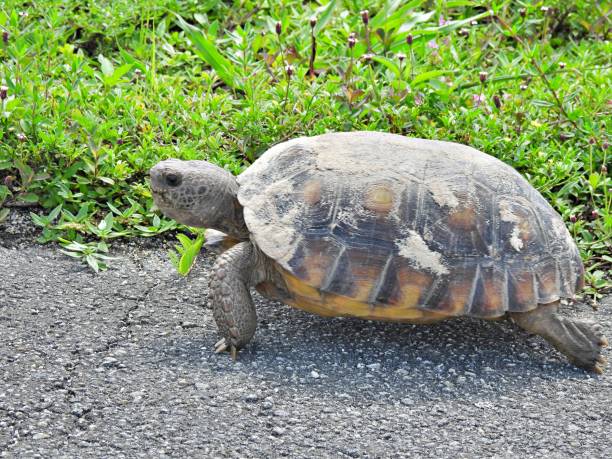 istock Gopher Tortoise (Gopherus polyphemus) - young, walking in a parking lot 1704174994