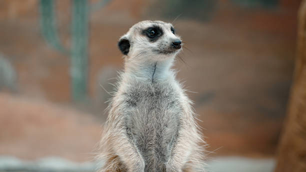 istock Close up of a meerkat or suricate with blurred background 1704179742