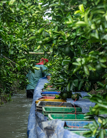 Farmers are transporting oranges on canals and orange gardens, Vinh Long province