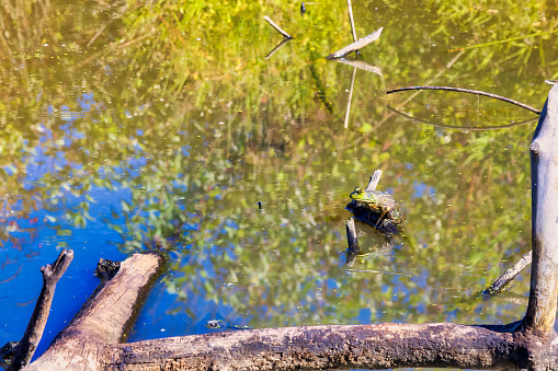 Bullfrog in a pond on a log