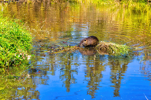 Nutria grazing in a beaver pond