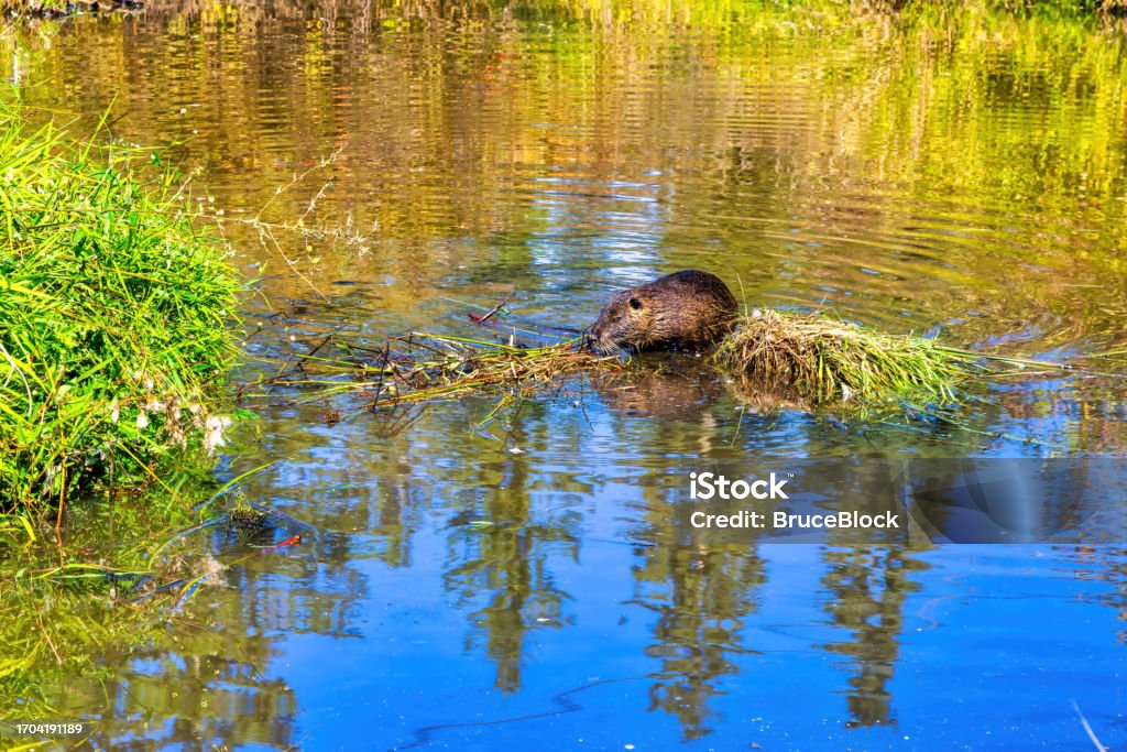 nutria in a pond Nutria grazing in a beaver pond Animal Stock Photo