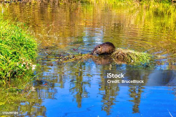 Nutria In A Pond Stock Photo - Download Image Now - Animal, Animal Whisker, Animal Wildlife