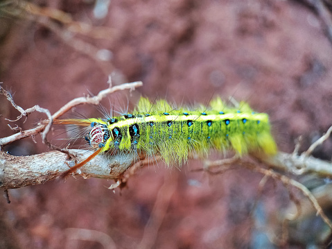 Guava tree caterpillar.