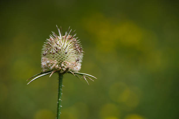 istock Autumn background with dry plants in field 1704196619
