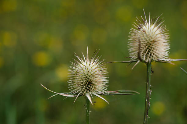 istock Autumn background with dry plants in field 1704196628