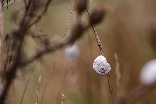 Close up detail of a snail shell among the rocks of a forest between branches and leaves