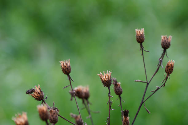 istock Autumn background with dry plants in field 1704197197