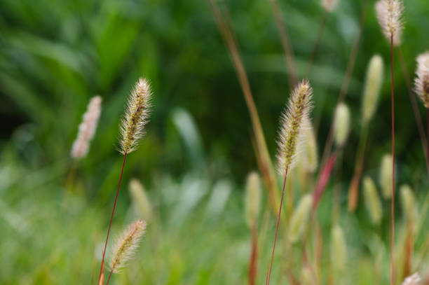 istock Autumn background with dry plants in field 1704197206
