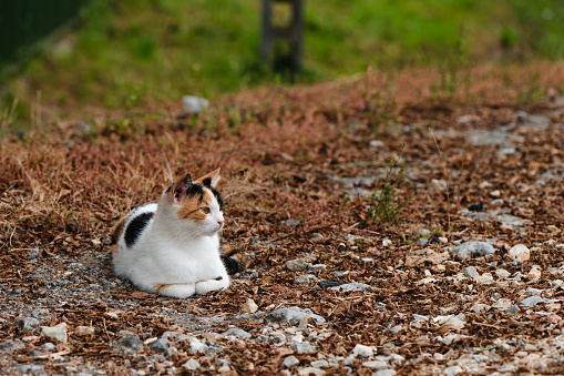 Young striped cat exploring in Hallstatt in Austria