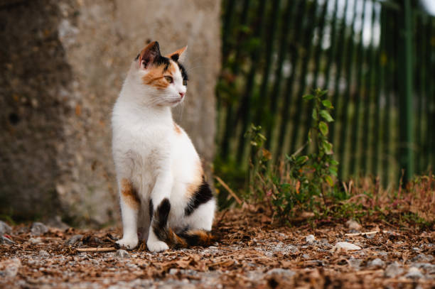 Young striped cat exploring in europe. Young striped cat exploring in Hallstatt in Austria mixed breed cat stock pictures, royalty-free photos & images