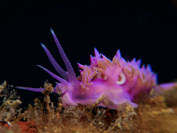 istock Pink nudibranch from Cyprus 1704204095