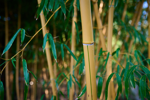 A dense bamboo grove close-up captivates with its unique beauty.