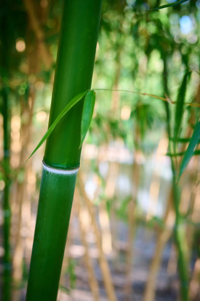 istock A dense bamboo grove captivates with its unique beauty. 1704216520