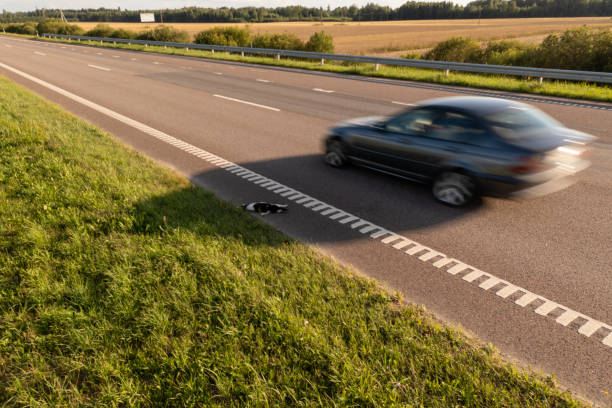 Drone photography of dead animal on a side way of a highway and cars passing by Drone photography of dead animal on a side way of a highway and cars passing by during summer day car-on-city-road-side-view stock pictures, royalty-free photos & images
