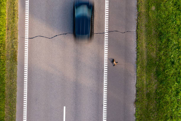 Drone photography of dead animal on a side way of a highway and cars passing by Drone photography of dead animal on a side way of a highway and cars passing by during summer day car-on-city-road-side-view stock pictures, royalty-free photos & images