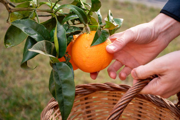 istock Man's hands collecting fruits in a wicker basket 1704221624