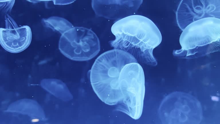 Jellyfish swimming into the deep blue sea