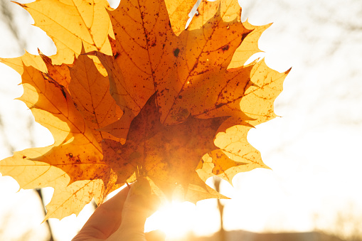 A woman holds autumn leaves lit by the sun.