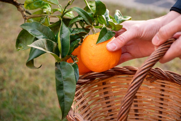 istock Man's hands collecting fruits in a wicker basket 1704226663