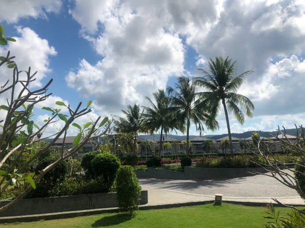 istock coconut trees, look up, blue sky, clouds. Vietnam 1704242804