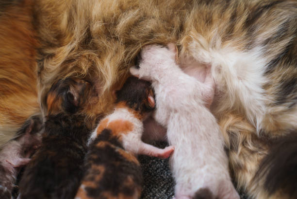 istock Newborn kittens are nursing from their mothers 1704244398