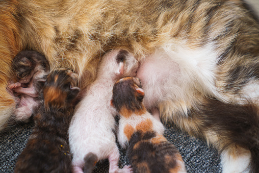 Newborn kittens are nursing from their mothers