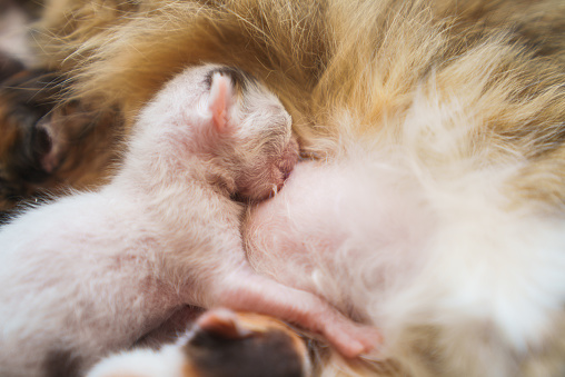 Newborn kittens are nursing from their mothers