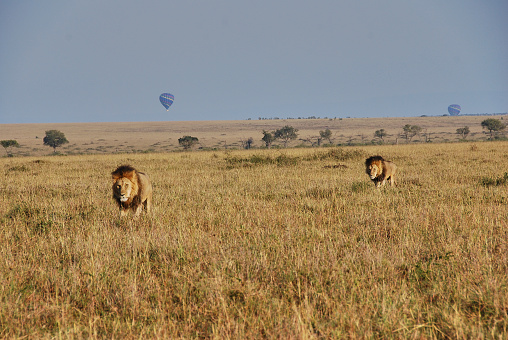 big male lion, Panthera leo, with dark mane in the Maasai Mara national nature reserve in Kenya at the northern tip of the Serengeti in Tanzania, Africa, with hot air balloons in the background.