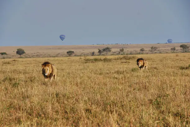 big male lion, Panthera leo, with dark mane in the Maasai Mara national nature reserve in Kenya at the northern tip of the Serengeti in Tanzania, Africa, with hot air balloons in the background.