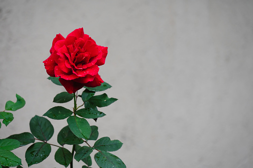 Rose - Flower,
Flower, Red