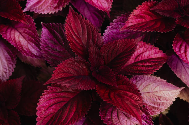 istock Autumn leaves with water drops 1704259869
