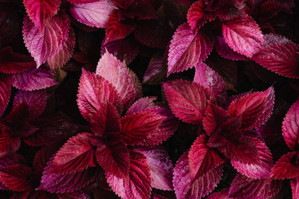 istock Autumn leaves with water drops 1704259872