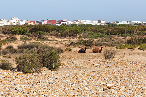 Group of camels are resting on the sand near Essaouira town. Morocco.