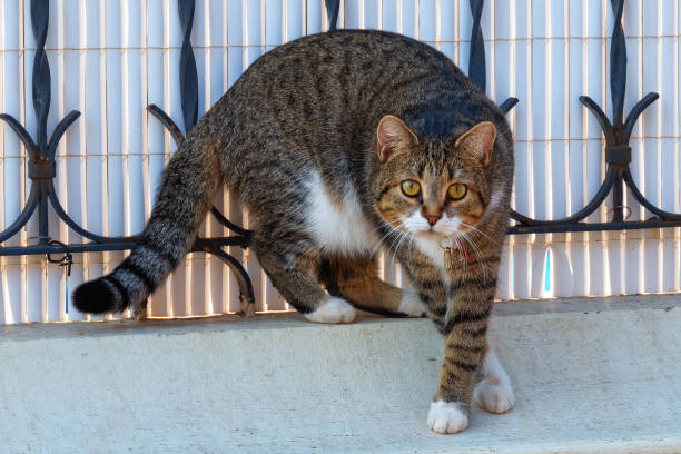 istock Cute striped cat walking on the street. 1704264718
