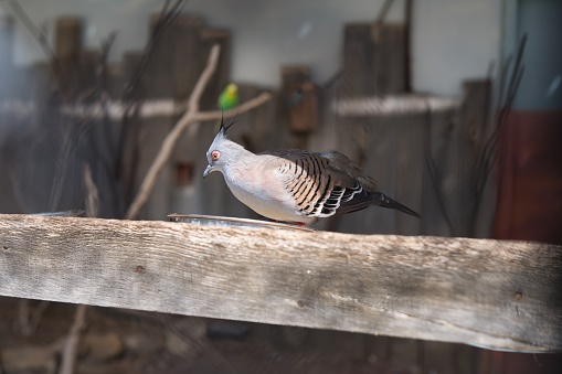 crested pigeon is a bird found widely throughout mainland Australia except for the far northern tropical areas. Only two Australian pigeon species possess an erect crest, the crested pigeon and the spinifex pigeon