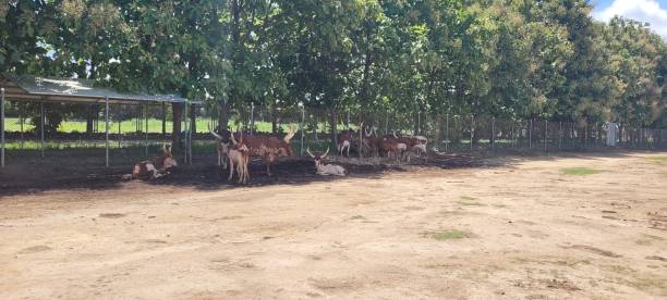 istock African Safari CR 1704275085