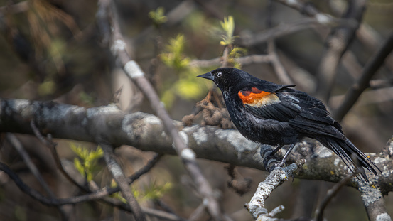 A male red-winged blackbird in a marsh in the Laurentian Forest in spring.