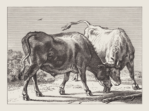 Two fighting oxes. Facsimile (wood engraving) after an etching (c. 1650)  by Paulus Pieterszoon Potter (Dutch painter, batized 1625 - 1654), published in 1878.